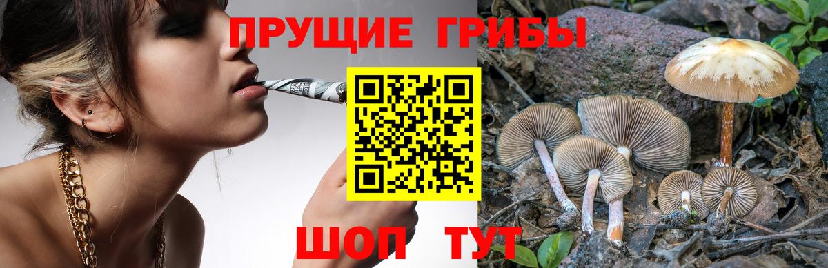 Галлюциногенные грибы Psilocybe Чайковский